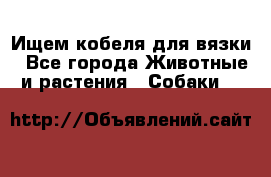 Ищем кобеля для вязки - Все города Животные и растения » Собаки   
